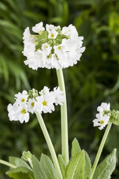 Primula denticulata Alba 9 cm Topf - Größe nach Saison