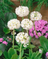 Primula denticulata Alba 9 cm Topf - Größe nach Saison