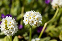 Primula denticulata Alba 9 cm Topf - Größe nach Saison