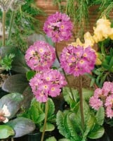 Primula denticulata Lilac 9 cm Topf - Größe nach Saison