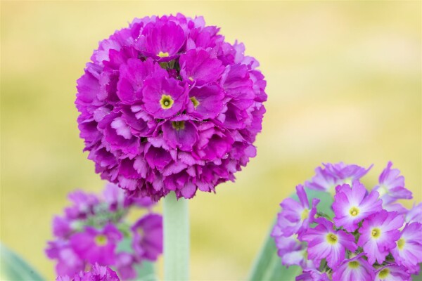 Primula denticulata Rubin 9 cm Topf - Größe nach Saison