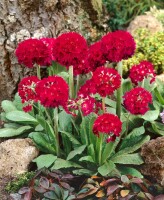 Primula denticulata Rubin 9 cm Topf - Größe nach Saison