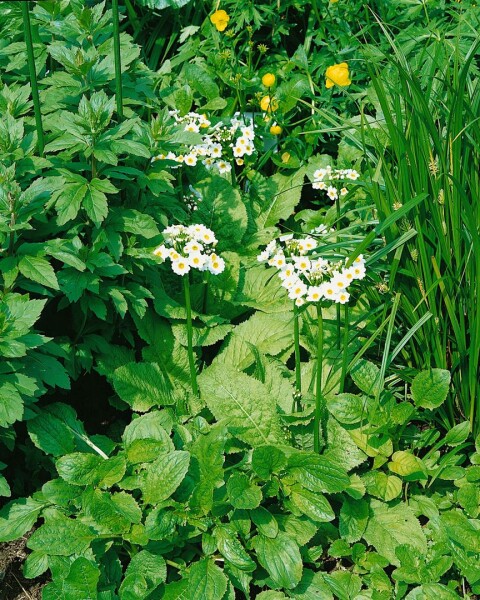 Primula japonica Alba 9 cm Topf - Größe nach Saison