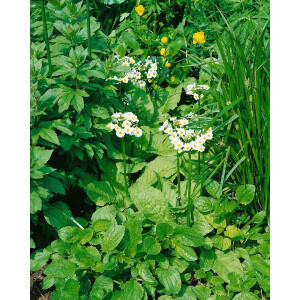 Primula japonica Alba 9 cm Topf - Größe nach...