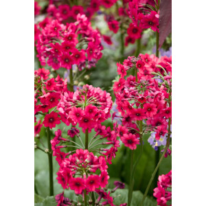 Primula japonica Millers Crimson 9 cm Topf -...
