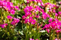 Primula rosea Gigas 9 cm Topf - Größe nach Saison