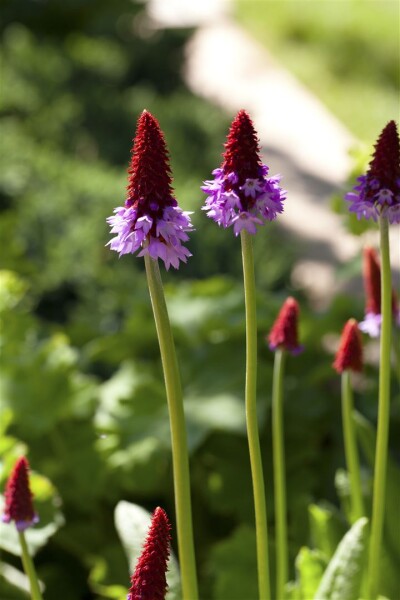 Primula vialii 9 cm Topf - Größe nach Saison