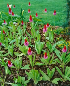 Primula vialii 9 cm Topf - Größe nach Saison