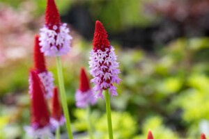 Primula vialii 9 cm Topf - Größe nach Saison