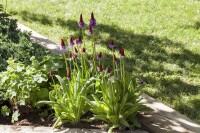 Primula vialii 9 cm Topf - Größe nach Saison