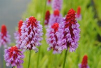 Primula vialii 9 cm Topf - Größe nach Saison