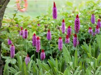 Primula vialii 9 cm Topf - Größe nach Saison