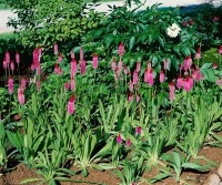 Primula vialii 9 cm Topf - Größe nach Saison