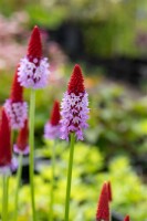 Primula vialii 9 cm Topf - Größe nach Saison