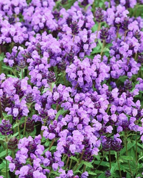 Prunella grandiflora 9 cm Topf - Größe nach Saison