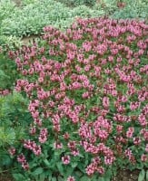 Prunella grandiflora 9 cm Topf - Größe nach Saison