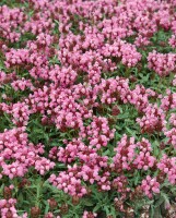 Prunella grandiflora 9 cm Topf - Größe nach Saison