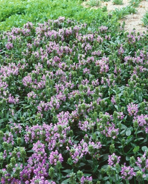 Prunella grandiflora Loveliness 9 cm Topf - Größe nach Saison