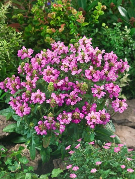 Prunella grandiflora Rubra 9 cm Topf - Größe nach Saison