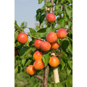 Prunus armeniaca Harcot      CAC 150-200cm im 7,5L Topf
