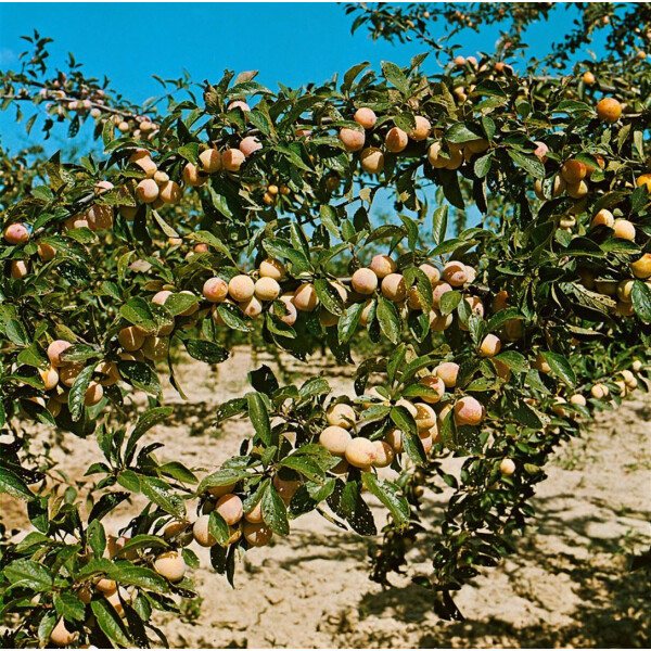 Prunus armeniaca Nancy Aprikose 150-200cm im 7,5L Topf