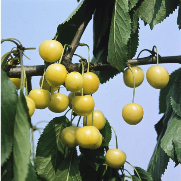 Prunus avium Döniss.Gelbe Knorpelk.     CAC...