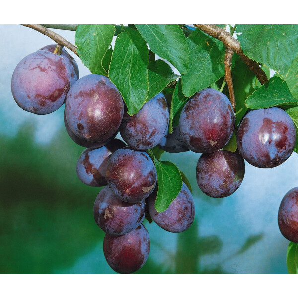 Prunus domestica Ersinger Fr&uuml;hzwetsche     CAC...