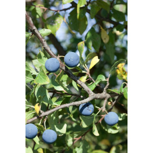 Prunus domestica Opal                   CAC 150-200cm im...