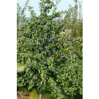 Prunus domestica President                 CAC 150-200cm...