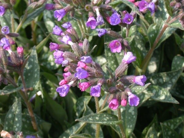 Pulmonaria longifolia 9 cm Topf - Größe nach Saison