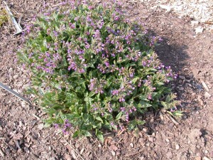 Pulmonaria longifolia 9 cm Topf - Größe nach Saison