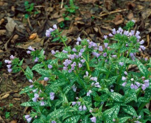 Pulmonaria longifolia 9 cm Topf - Größe nach Saison