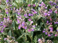 Pulmonaria longifolia 9 cm Topf - Größe nach Saison