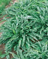 Pulmonaria longifolia 9 cm Topf - Größe nach Saison