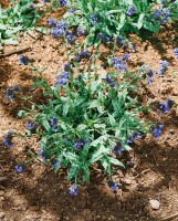 Pulmonaria longifolia 9 cm Topf - Größe nach Saison