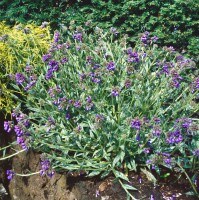 Pulmonaria longifolia 9 cm Topf - Größe nach Saison