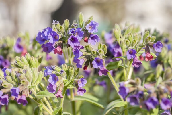 Pulmonaria mollis 9 cm Topf - Größe nach Saison