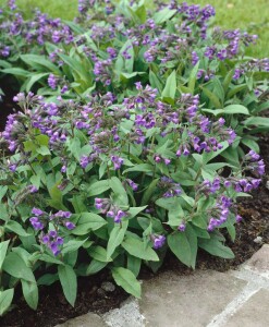 Pulmonaria mollis 9 cm Topf - Größe nach Saison