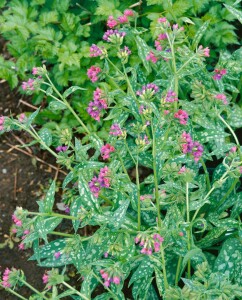 Pulmonaria mollis 9 cm Topf - Größe nach Saison