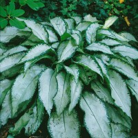 Pulmonaria mollis 9 cm Topf - Größe nach Saison