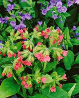 Pulmonaria mollis 9 cm Topf - Größe nach Saison