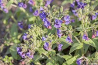 Pulmonaria mollis 9 cm Topf - Größe nach Saison