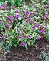 Pulmonaria mollis 9 cm Topf - Größe nach Saison