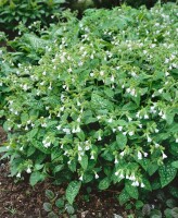 Pulmonaria mollis 9 cm Topf - Größe nach Saison