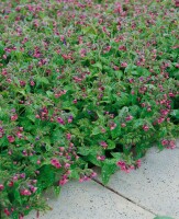 Pulmonaria mollis 9 cm Topf - Größe nach Saison