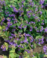 Pulmonaria mollis 9 cm Topf - Größe nach Saison