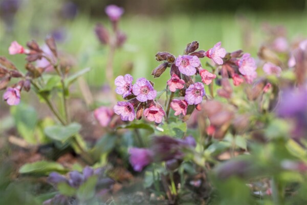 Pulmonaria officinalis 9 cm Topf - Größe nach Saison