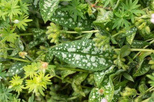 Pulmonaria officinalis 9 cm Topf - Größe nach Saison