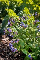 Pulmonaria officinalis 9 cm Topf - Größe nach Saison