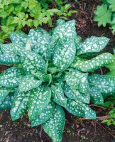 Pulmonaria officinalis 9 cm Topf - Größe nach Saison